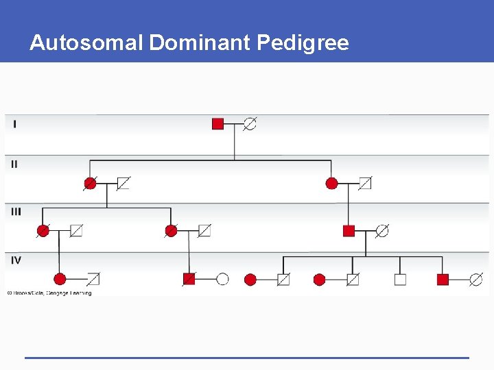Autosomal Dominant Pedigree 