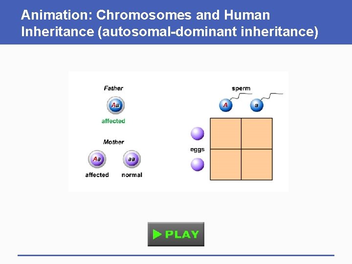 Animation: Chromosomes and Human Inheritance (autosomal-dominant inheritance) 