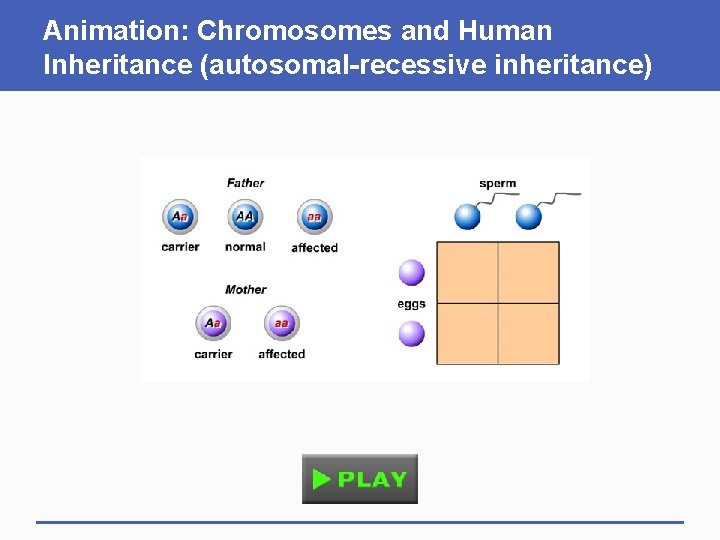 Animation: Chromosomes and Human Inheritance (autosomal-recessive inheritance) 