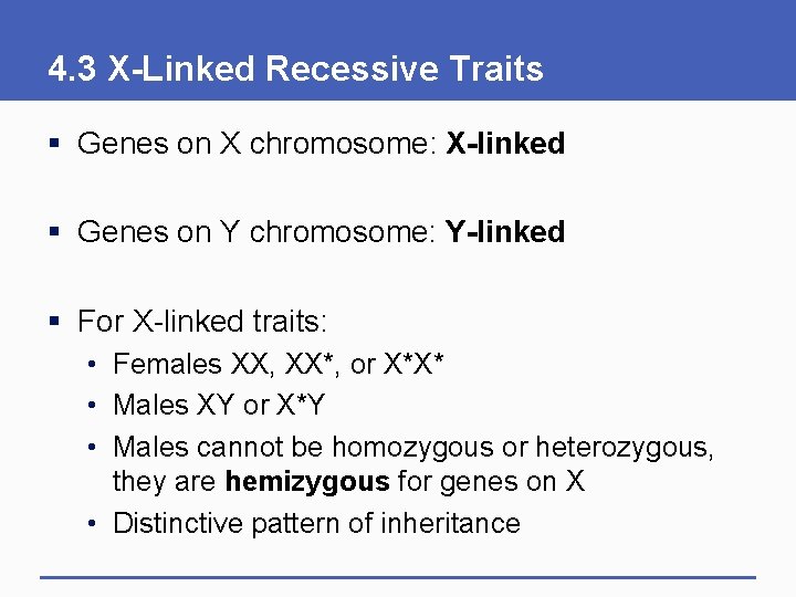4. 3 X-Linked Recessive Traits § Genes on X chromosome: X-linked § Genes on