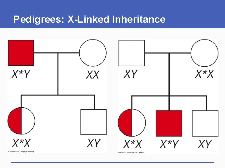Pedigrees: X-Linked Inheritance 