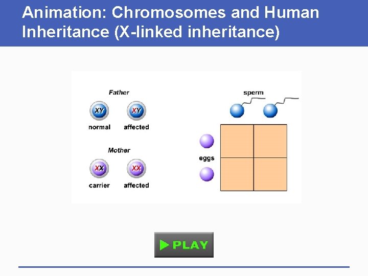 Animation: Chromosomes and Human Inheritance (X-linked inheritance) 