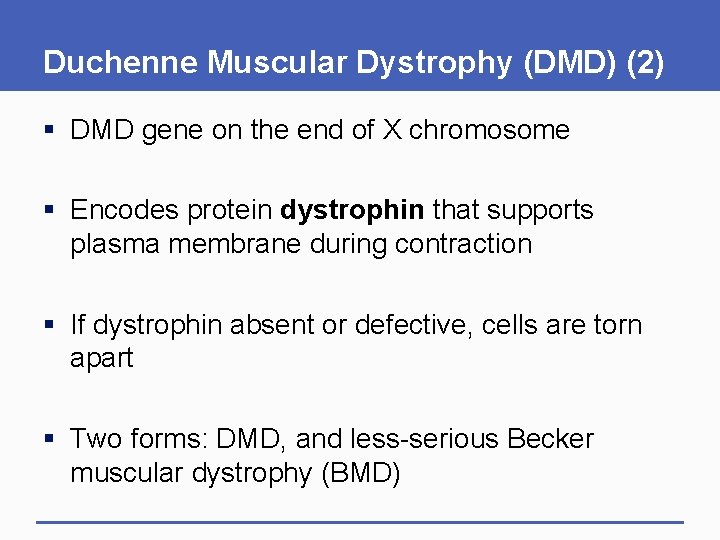 Duchenne Muscular Dystrophy (DMD) (2) § DMD gene on the end of X chromosome