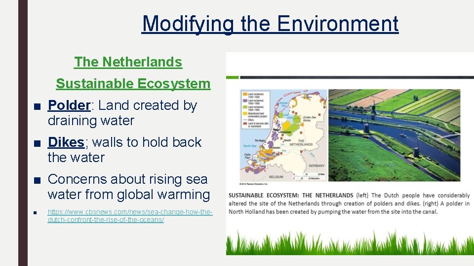 Modifying the Environment The Netherlands Sustainable Ecosystem ■ Polder: Land created by draining water