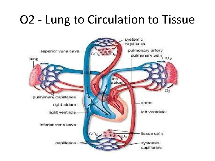 O 2 - Lung to Circulation to Tissue 