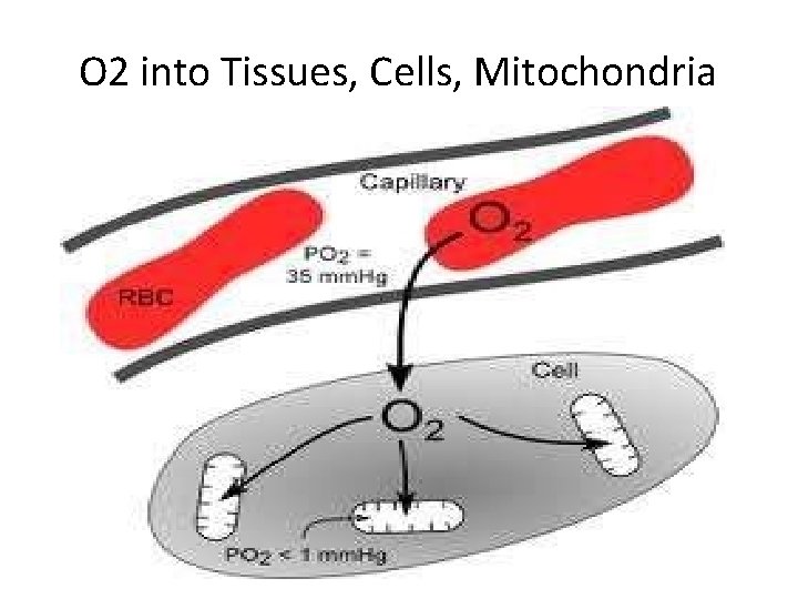 O 2 into Tissues, Cells, Mitochondria 