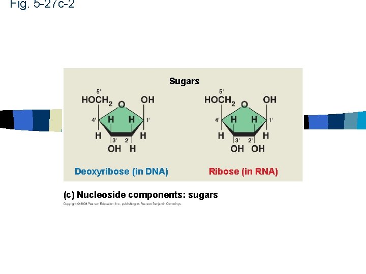 Fig. 5 -27 c-2 Sugars Deoxyribose (in DNA) Ribose (in RNA) (c) Nucleoside components: