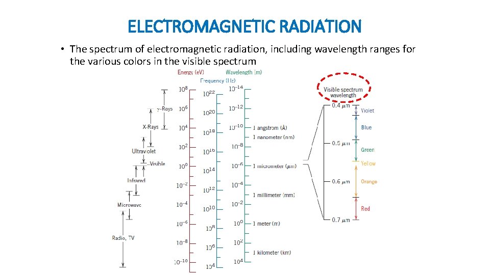 ELECTROMAGNETIC RADIATION • The spectrum of electromagnetic radiation, including wavelength ranges for the various