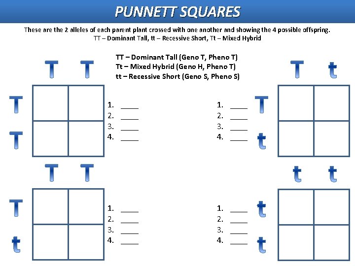 PUNNETT SQUARES These are the 2 alleles of each parent plant crossed with one