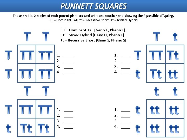 PUNNETT SQUARES These are the 2 alleles of each parent plant crossed with one