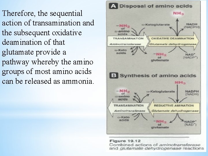 Therefore, the sequential action of transamination and the subsequent oxidative deamination of that glutamate