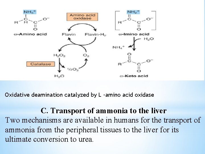 Oxidative deamination catalyzed by L -amino acid oxidase C. Transport of ammonia to the