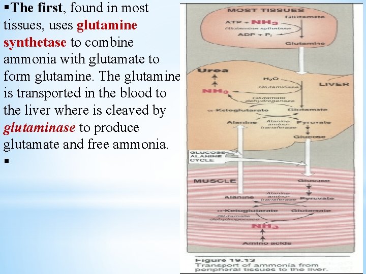 §The first, found in most tissues, uses glutamine synthetase to combine ammonia with glutamate