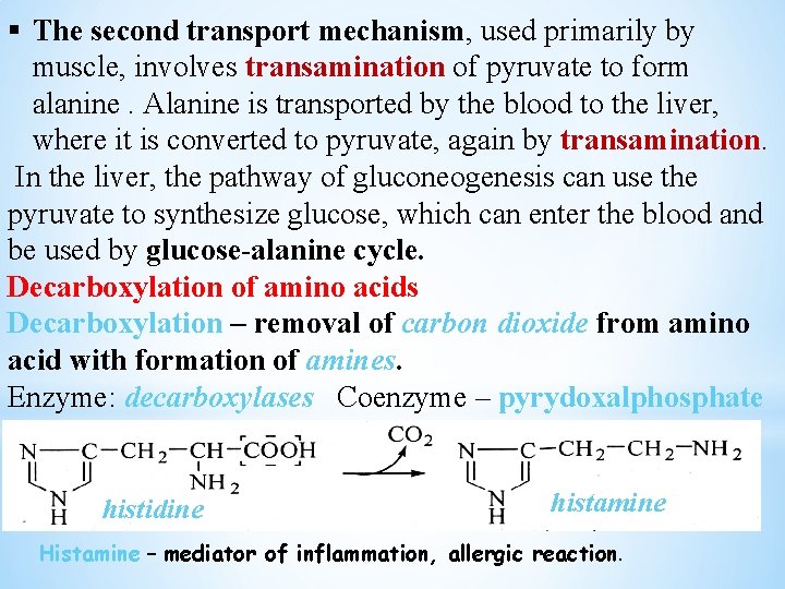 § The second transport mechanism, used primarily by muscle, involves transamination of pyruvate to