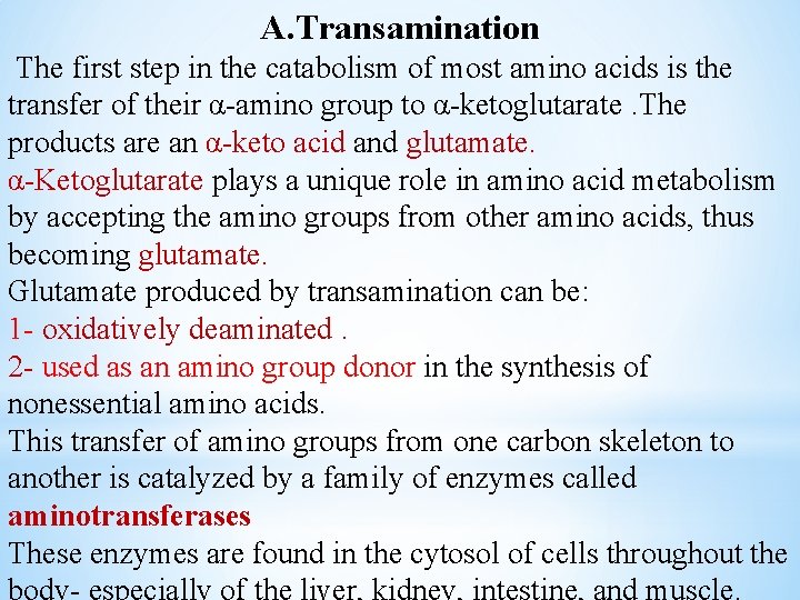 A. Transamination The first step in the catabolism of most amino acids is the