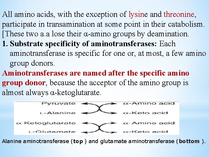 All amino acids, with the exception of lysine and threonine, participate in transamination at