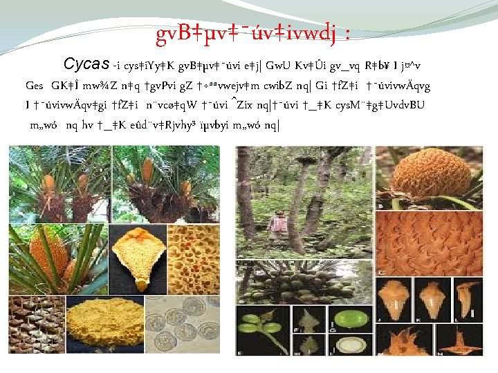 Welcome Dcvcbvq Gm Gg Rvwnyvgvb Mn Kvwi vc