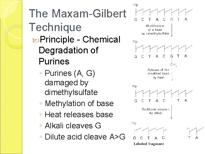 The Maxam-Gilbert Technique Principle - Chemical Degradation of Purines ◦ Purines (A, G) damaged