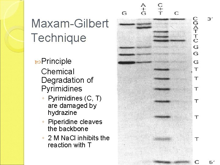 Maxam-Gilbert Technique Principle Chemical Degradation of Pyrimidines ◦ Pyrimidines (C, T) are damaged by