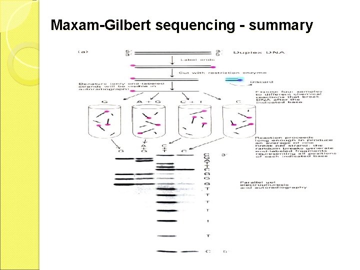 Maxam-Gilbert sequencing - summary 