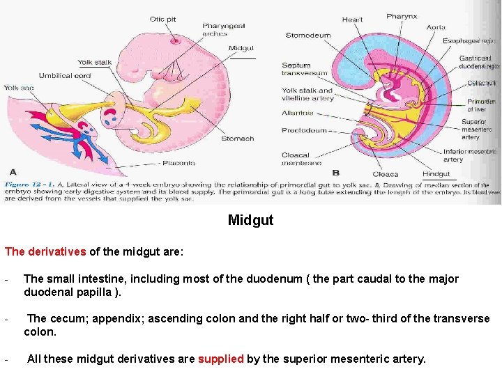 Midgut The derivatives of the midgut are: - The small intestine, including most of