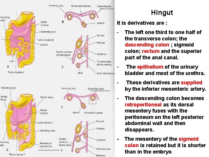 Hingut It is derivatives are : - The left one third to one half