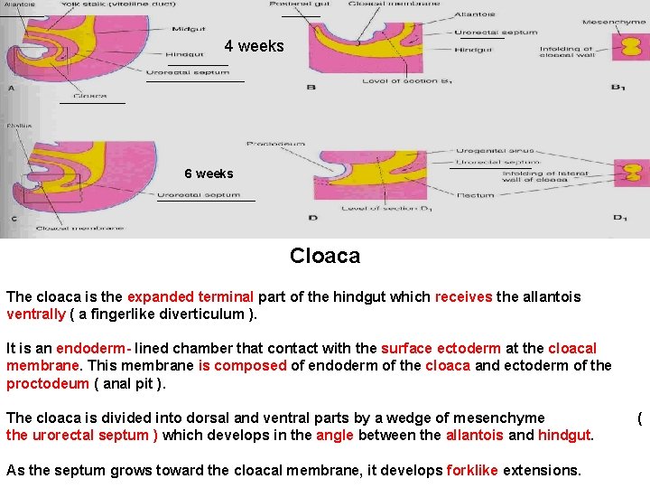 4 weeks 6 weeks Cloaca The cloaca is the expanded terminal part of the