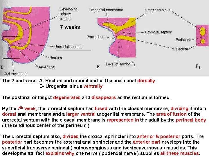 7 weeks The 2 parts are : A- Rectum and cranial part of the