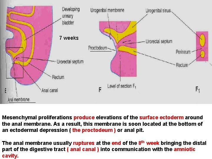 7 weeks Mesenchymal proliferations produce elevations of the surface ectoderm around the anal membrane.