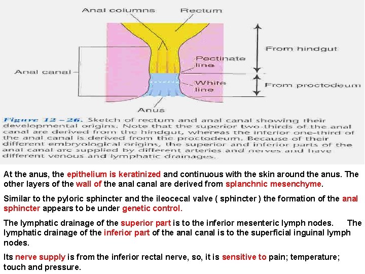At the anus, the epithelium is keratinized and continuous with the skin around the