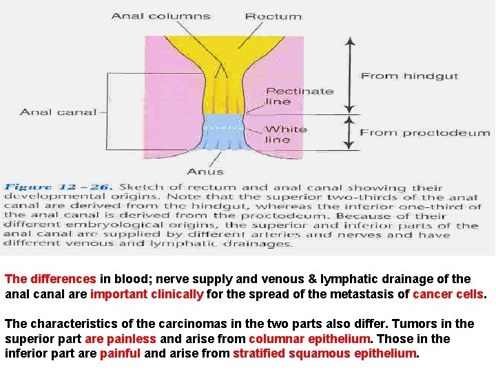 The differences in blood; nerve supply and venous & lymphatic drainage of the anal