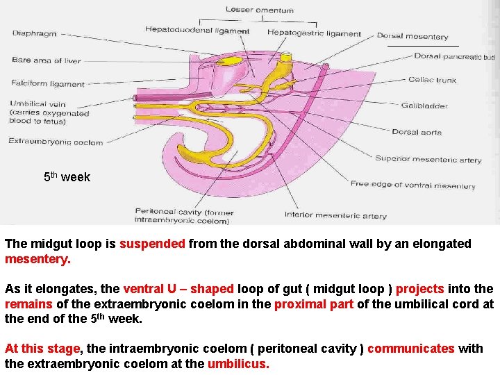 5 th week The midgut loop is suspended from the dorsal abdominal wall by