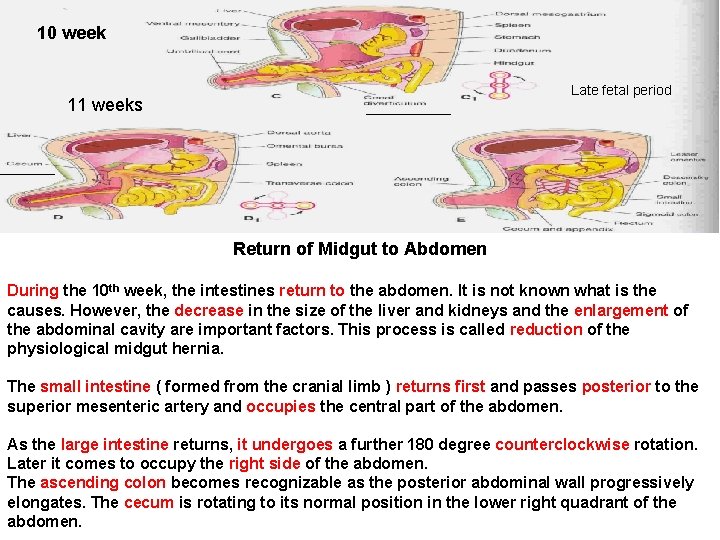 10 week Late fetal period 11 weeks Return of Midgut to Abdomen During the