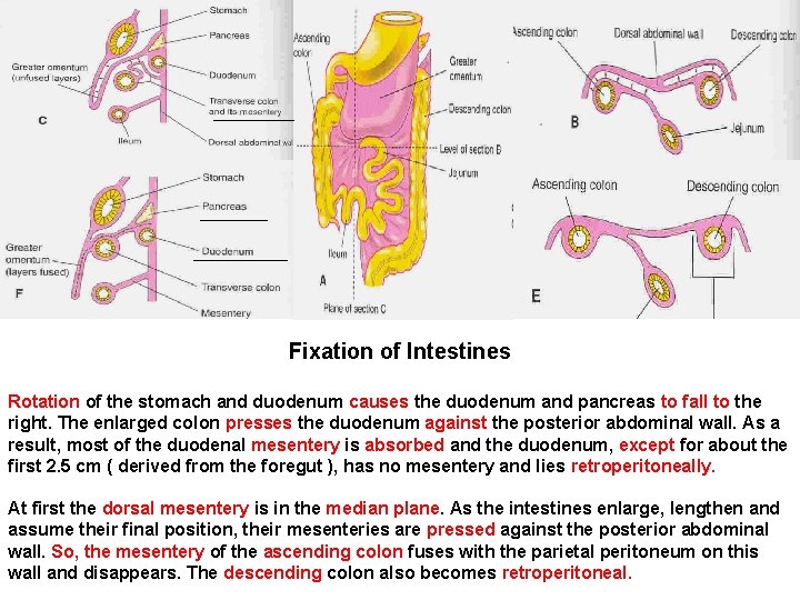 Fixation of Intestines Rotation of the stomach and duodenum causes the duodenum and pancreas