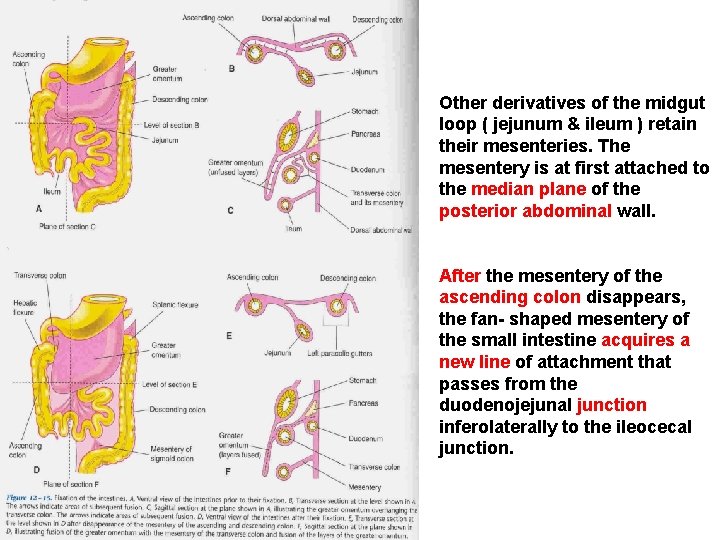 Other derivatives of the midgut loop ( jejunum & ileum ) retain their mesenteries.