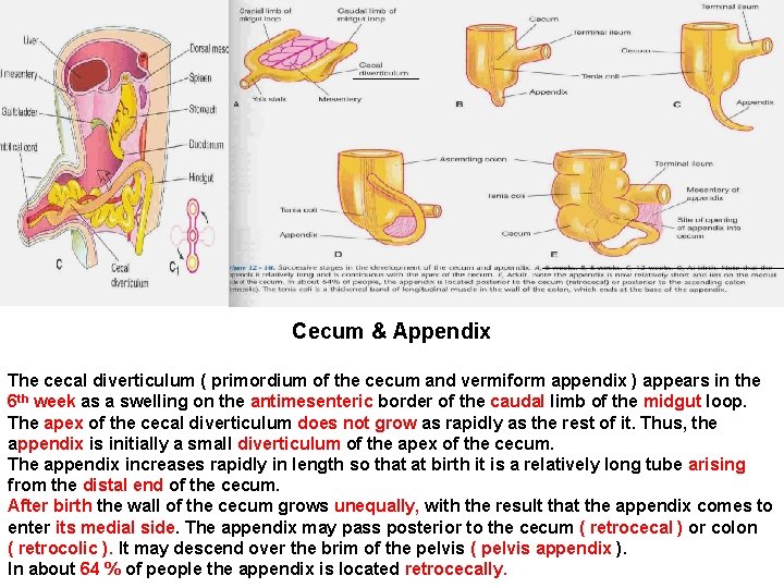Cecum & Appendix The cecal diverticulum ( primordium of the cecum and vermiform appendix