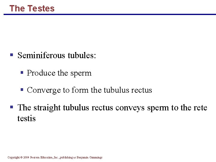 The Testes § Seminiferous tubules: § Produce the sperm § Converge to form the
