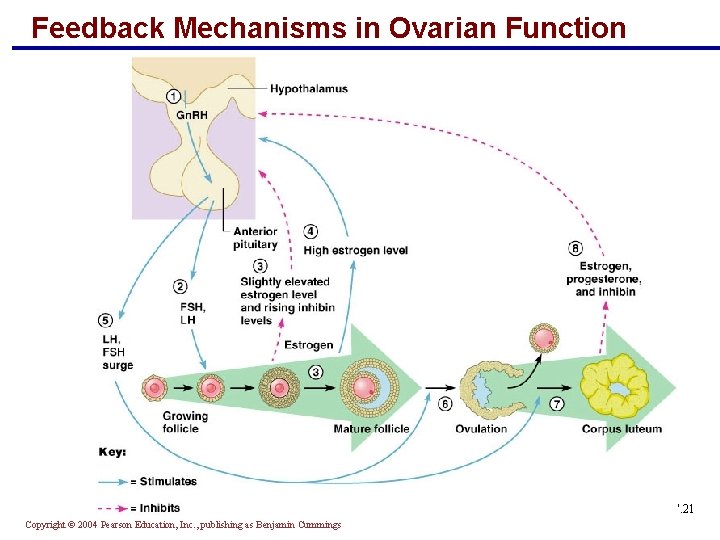 Feedback Mechanisms in Ovarian Function Figure 27. 21 Copyright © 2004 Pearson Education, Inc.