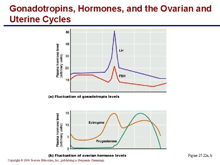 Gonadotropins, Hormones, and the Ovarian and Uterine Cycles Figure 27. 22 a, b Copyright