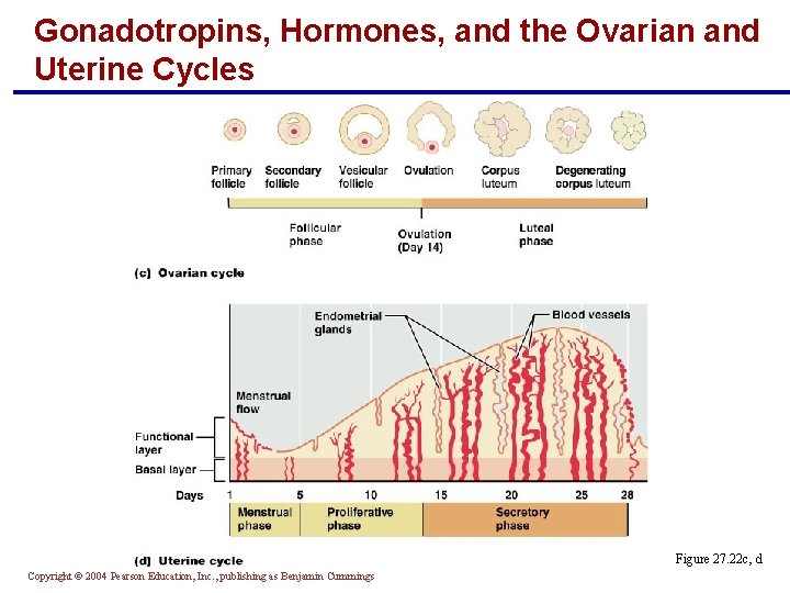 Gonadotropins, Hormones, and the Ovarian and Uterine Cycles Figure 27. 22 c, d Copyright