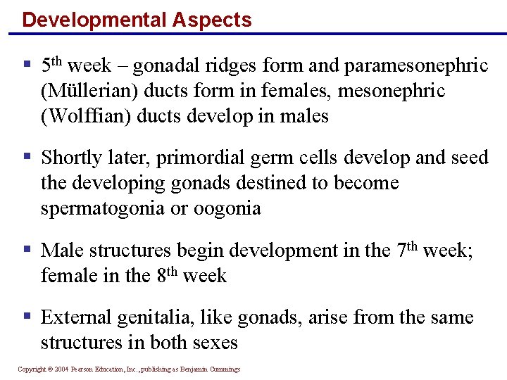 Developmental Aspects § 5 th week – gonadal ridges form and paramesonephric (Müllerian) ducts