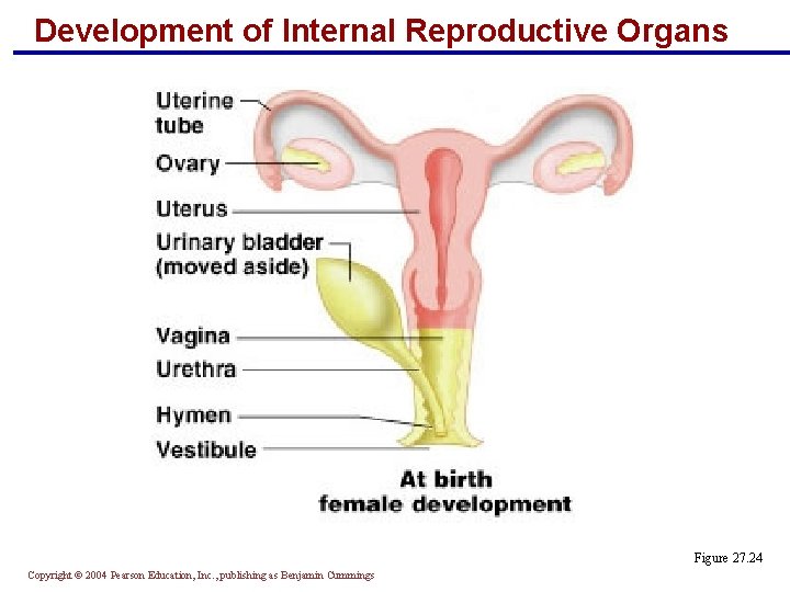 Development of Internal Reproductive Organs Figure 27. 24 Copyright © 2004 Pearson Education, Inc.