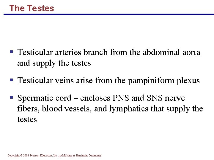 The Testes § Testicular arteries branch from the abdominal aorta and supply the testes