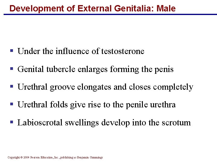 Development of External Genitalia: Male § Under the influence of testosterone § Genital tubercle