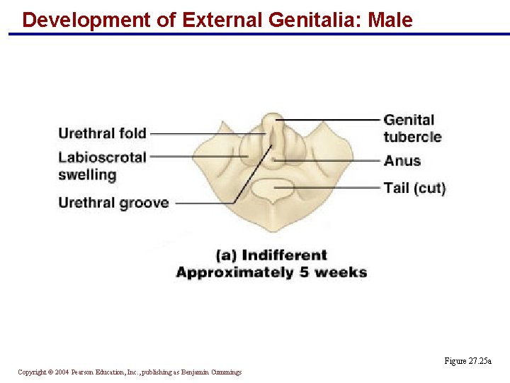 Development of External Genitalia: Male Figure 27. 25 a Copyright © 2004 Pearson Education,