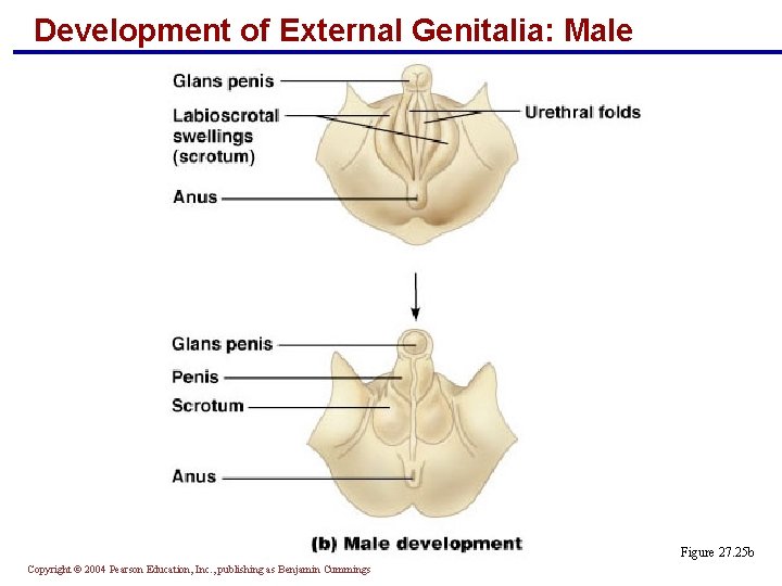 Development of External Genitalia: Male Figure 27. 25 b Copyright © 2004 Pearson Education,