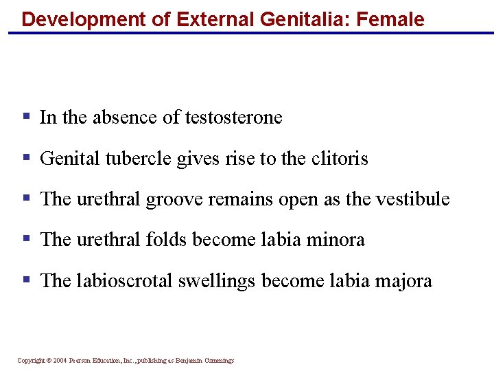 Development of External Genitalia: Female § In the absence of testosterone § Genital tubercle