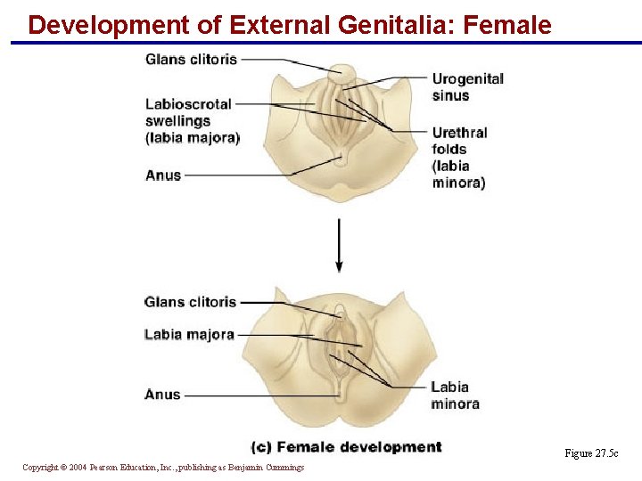 Development of External Genitalia: Female Figure 27. 5 c Copyright © 2004 Pearson Education,