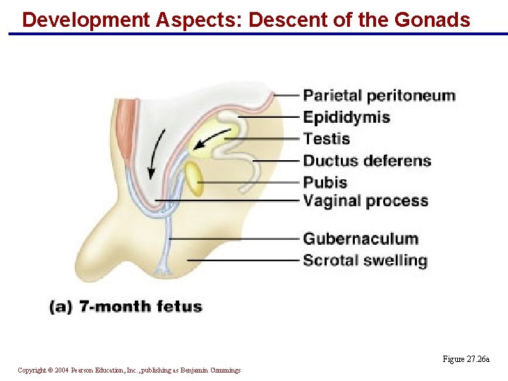 Development Aspects: Descent of the Gonads Figure 27. 26 a Copyright © 2004 Pearson