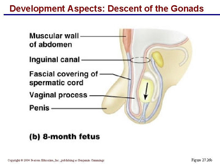 Development Aspects: Descent of the Gonads Copyright © 2004 Pearson Education, Inc. , publishing